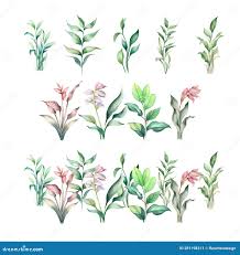 Image result for Arundinella nepalensis