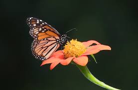 Gold and black butterfly high resolution stock photography and images. Monarch Butterfly Black Background Photograph By Jack Nevitt
