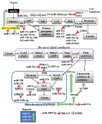 Mutalib i̇sgenderli ve aqsin muellim. Cancers Free Full Text Insights Into The Role Of Micrornas In Colorectal Cancer Crc Metabolism Html