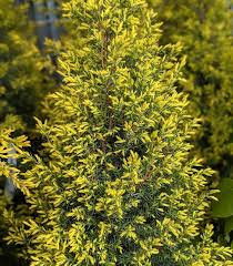 Image result for Juniperus