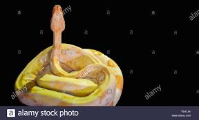Chee finished fifth and kelvin just missed the podium. Grand Serpent Jaune Isole Sur Fond Blanc La Ball Python Python Regius Egalement Connu Sous Le Nom De Python Royal Python Est Une Espece Se Trouvant Dans Le Sous Sahar Photo Stock