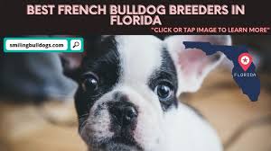 Fan page for frenchie enthusiasts who own, love, want, or admire frenchies. 5 Best French Bulldog Breeders In Florida Reviews Smiling Bulldogs