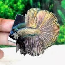 Maka dari itulah harga ikan cupang halfmoon juga cenderung lebih mahal. Ikan Cupang Hias Halfmoon Black Copper Kualitas Kontes Real Foto Betta Shopee Indonesia