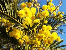Image result for Acacia dealbata