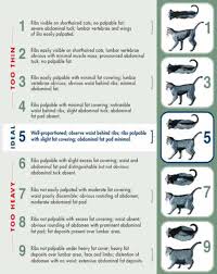 Get important answers to questions like: Nutritional Management Of Hospitalised Dogs And Cats The Veterinary Nurse