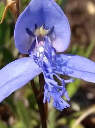 Image result for Disa baurii