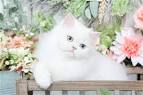 Blue Eyed White Persians - Persian kittens for sale
