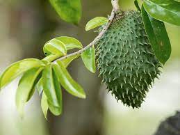 The three words guanabana, graviola and soursop can be used interchangeably. Get To Know Soursop A K A Guanabana Or Graviola