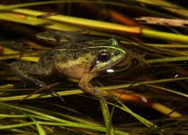 Image result for Micrococca capensis