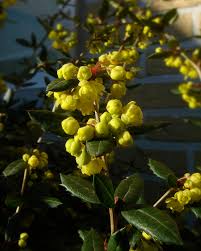 Image result for Berberis julianae