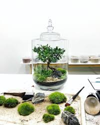 3 599 Curtidas 27 Comentarios Terrarium Imaginarium Terrarium Imaginarium No Instagram Making Moss Terrariums With A Few In 2020 Moss Terrarium Terrarium Moss