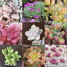 Plant dome or your typical shower there we have it! Cactus Succulent Seeds Mix For Sale