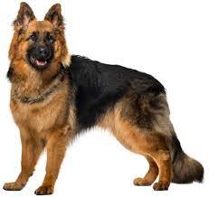 Dog German Shepherd Png Clip Art Dog Images Hd German Shepherd Wallpaper German Shepherd Dogs