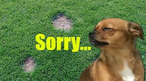 Salts and other compounds found in dog urine may also contribute to grass damage. Dog Urine Pee Spots On Lawn Bermuda Grass Care