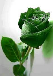 The Meaning And Top 19 Beautiful Green Roses Gardening Home Decor Green Rose Unusual Flowers Beautiful Flowers