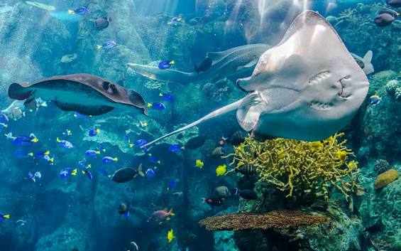 Aquarium of the Pacific