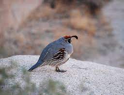 Gambel S Quail Wikipedia The Free Encyclopedia Endangered Animals Project Endangered Animals Animal Species