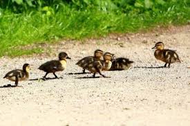 Sie kommen von europa über asien bis hin nach nordamerika vor. Die Stockente Steckbrief Brutzeit Feinde Bilder Brutzeit Referat