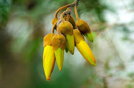 Image result for Baphia speciosa