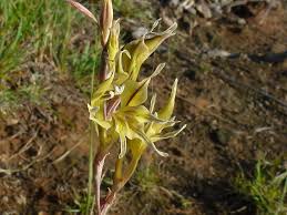 Image result for Gladiolus permeabilis
