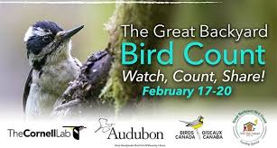 Media Release: Great Backyard Bird Count