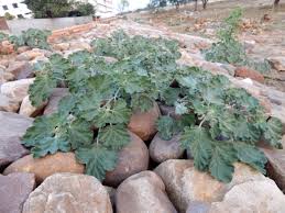 Image result for Chrozophora plicata