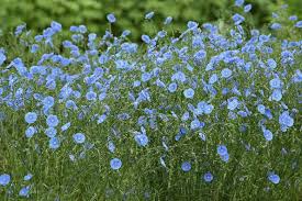 Image result for Linum