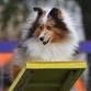 Happy Dog Agility USDAA tournament only trial