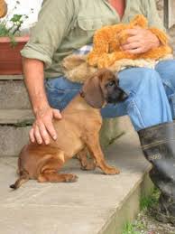 Alle welpen von artemis und leo sind vergeben. Tieranzeigen Gebirgsschweisshund Kleinanzeigen