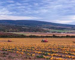See more ideas about beautiful landscapes, beautiful nature, scenery. Foto Von Pumpkin Field At Sunset Id 132186050 Lizenzfreie Bild Stocklib