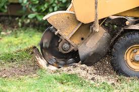 It seems like every time i venture into my backyard, i trip over little tree stumps everywhere. The Homeowner S Guide To Tree Stump Removal