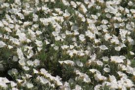 Image result for Convolvulus