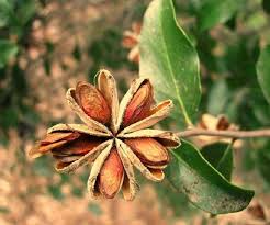 La hoja de la guanábana y su corteza son capaces de controlar y curar la diabetes, al regular la cantidad de azúcar en la sangre. 2 Remedios Naturales Para La Diabetes Que Puedes Encontrar En Cuba Todo Cuba