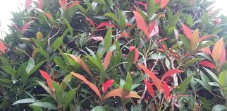 Maybe you would like to learn more about one of these? Klasifikasi Dan Morfologi Dari Pucuk Merah Syzygium Oleana