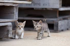 50 Amazing Photos From Cat Heaven Island In Japan Cat Island Cat Heaven Cats And Kittens