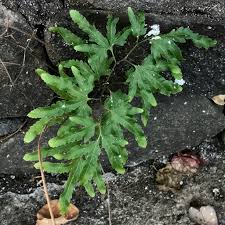 Image result for Lygodiaceae