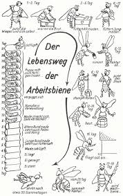 Bienen Imker Bienenkonigin Drohn Arbeitsbiene Honig Bienen Honigbiene Und Bienenhaltung