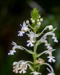 Image result for Orchidaceae