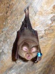 They're light tan or brown in color, measure in at about one inch initially native to asia and australia, these insects established themselves in the u.s. Horseshoe Bat Wikipedia