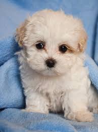 Check spelling or type a new query. Maltipoo Puppies Ontario Canada