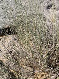 Image result for Orthanthera