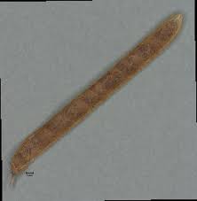 Image result for Tephrosia linearis