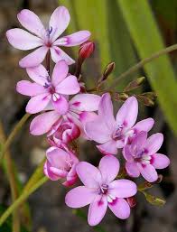 Freesia Verrucosa 1 Freesia Flowers Fresia Flower Indoor Flowering Plants