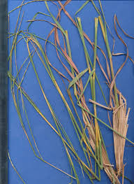 Image result for Schizachyrium sanguineum