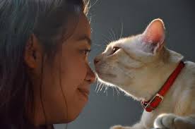 It's another way they show trust, and an excuse to be as close to you as physically possible. Why Do Cats Headbutt You Find Out Here