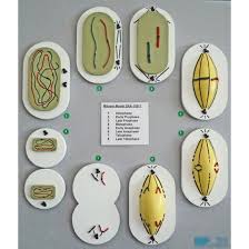 Mitosis Mitotic Cell Division Model Biyoloji