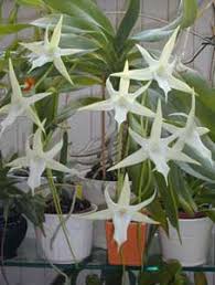 Image result for Angraecum moandense