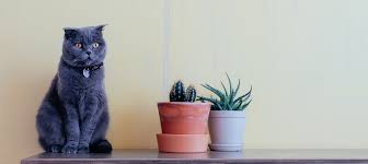 I'm a maker who loves houseplants, cats. Are Succulents Poisonous To Cats Learn More On Litter Robot Blog