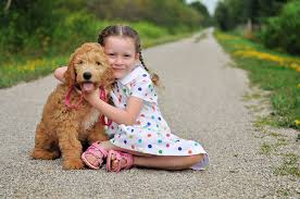 Pet breeder in lucknow, ontario. Doodle Creek English Goldendoodle Puppies For Sale