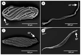 Image result for Nephrangis filiformis